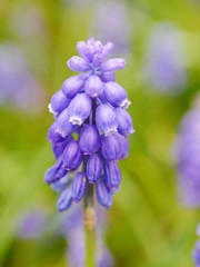 Closeup of a blue grape hyacinth (muscari) flower