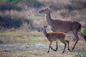 Naturaleza, caballos, aves, barcas,