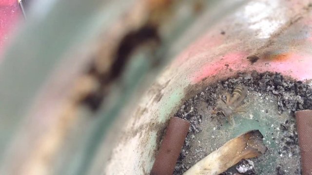 The wasp Apocrita agony in a glass jar with cigarette butts and ash Close 2