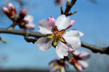 Fototapeta na wymiar Almond pink and white blossoms shivering on chill wind gusts, shortly before spring time