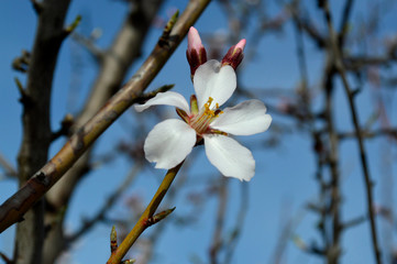 Almond pink and white blossoms shivering on chill wind gusts, shortly before spring time