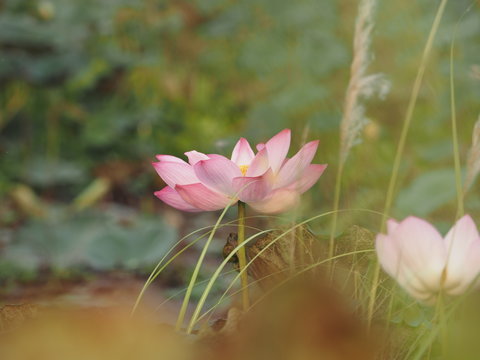 Lotus bossom in poud Pink Flower  beautiful in nature