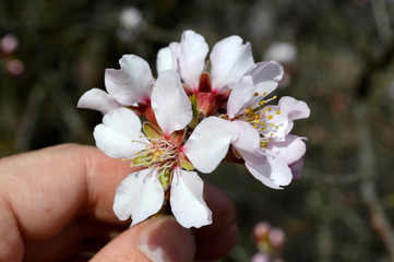 Almond pink and white blossoms shivering on chill wind gusts, shortly before spring time