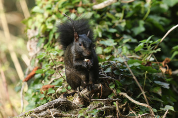 A rare cute Black Squirrel (Scirius carolinensis) eating a nut sitting on a log in woodland.	