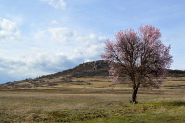 Almond pink and white blossoms shivering on chill wind gusts, shortly before spring time