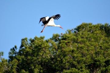 Naturaleza, caballos, aves, barcas,