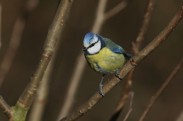 Fototapeta premium A pretty Blue Tit (Cyanistes caeruleus) perched on a branch in a tree. It has been searching around for insects to eat. 
