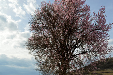 Almond pink and white blossoms shivering on chill wind gusts, shortly before spring time