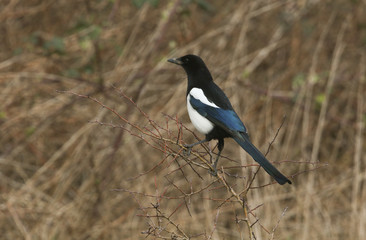 A pretty Magpie, Pica pica, perched on a branch of a Hawthorn tree.