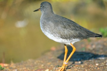 Naturaleza, caballos, aves, barcas,