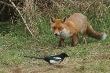 A magnificent Red Fox (Vulpes vulpes) searching for food to eat at the edge of shrubland.	