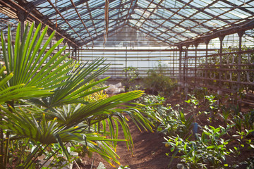Fototapeta na wymiar The nursery of plant and trees for gardening