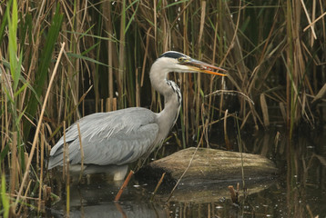 A Grey Heron (Ardea cinerea) eating a fish that it has just caught in the reeds.