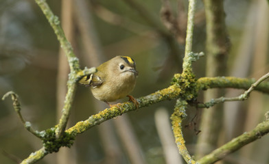 A pretty Goldcrest (Regulus regulus) perching on a branch in a tree. It is hunting for insects to eat.	