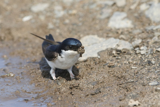 A beautiful House Martin (Delichon urbica) at the side of a puddle with a beak full of mud to make its nest.	