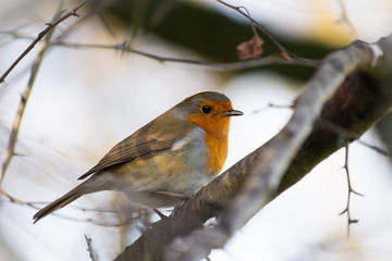 close up of european Robin on a branch
