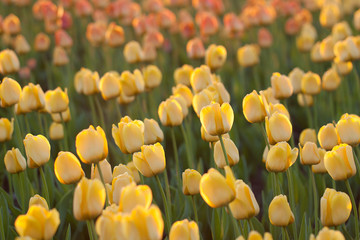Obraz premium floral background of bright yellow tulips blooming in the field