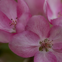 Fototapeta na wymiar pink tender sakura flowers, macro