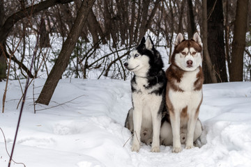 Siberian Husky dogs portrait in winter forest. Front view.