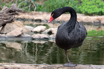  Black swan (Cygnus atratus) at zoo park