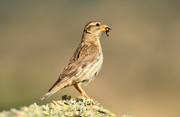 Pajaro triguero con comida en el pico