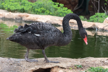 Obraz premium Black swan (Cygnus atratus) at zoo park