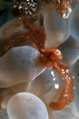 Bubble coral and Crab