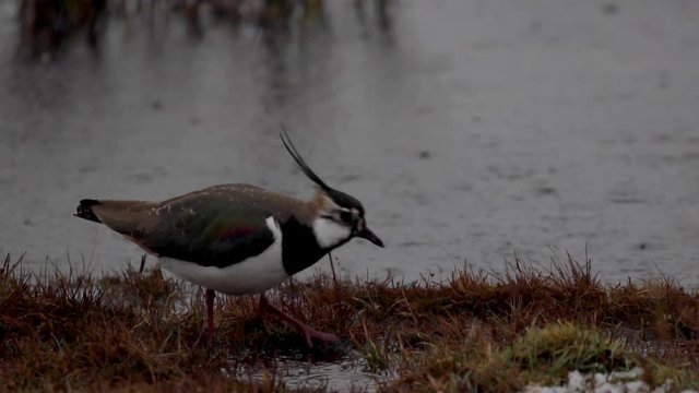 Northern Lapwing, plower, Vanellus vanellus, walking beside a pool on a rainy spring day in Scotland, looking for food.