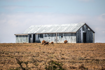 corrugated iron hut at midday