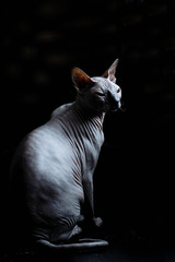 Fototapeta na wymiar Don Sphinx kitten on a dark background