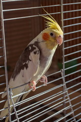 Corella parrot original paint tail closeup