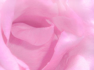 Obraz premium Close up of soft pink rose for background