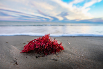 une algue rouge échouée sur une plage au bord de l'eau - 256368515