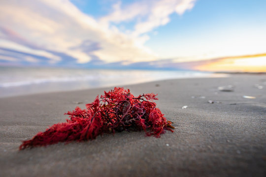 une algue rouge &eacute;chou&eacute;e sur la plage