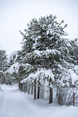 trees in snow in winter
