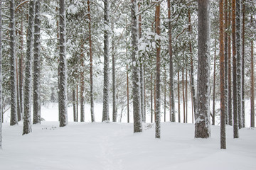 trees in snow in winter
