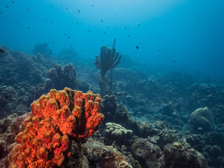Fototapeta na wymiar Seascape of coral reef in the Caribbean Sea around Curacao at dive site Playa Piskado with various corals and sponges