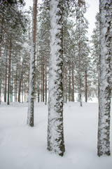 trees in snow in winter