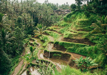 green rice fields in Asia