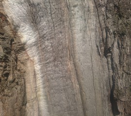 bark of a tree