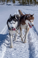 Running dogs. Siberian Husky dogs in sunny winter walk. Front view.