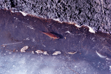 Small fish swimming in water near wet ground of bank, melting ice, spring day