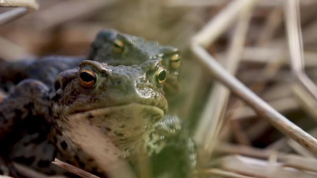 European common toad, Bufo bufo, female carrying male over long grass within a pond during spring in Scotland.