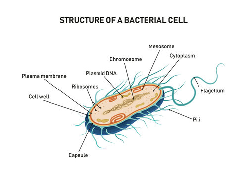 Structure Of A Bacterial Cell