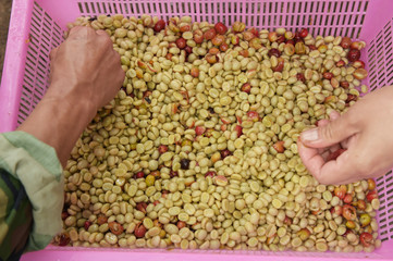 Coffee beans,In the ferment and wash method of wet processing