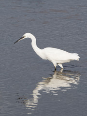 A Little Egret Wading