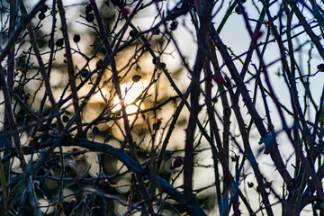 The berries of the wild rose Bush in winter and early spring, without leaves. Perezhivanie fruits overgrown shrub rose garden. Landscape through sunlight at sunset.