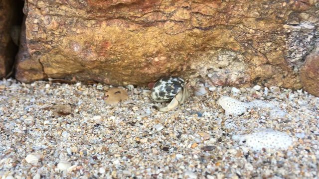 Closeup view of small hermit crab with shell crawling on sand beach. 4K macro footage