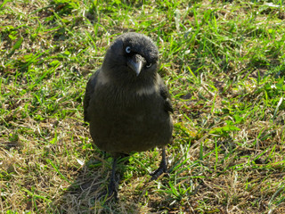 jackdaw watches with interest