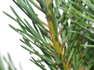 Closeup on the needles on a pine tree Pinus sylvestris with drops of water after rain